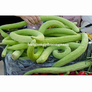 DƯA CHUỘT MĨ SIÊU DÀI ARMENIA
