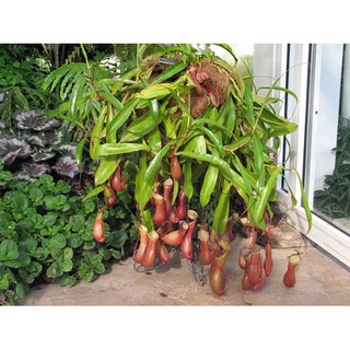 HẠT GIỐNG NẮP ẤM - 10 Hạt/ gói