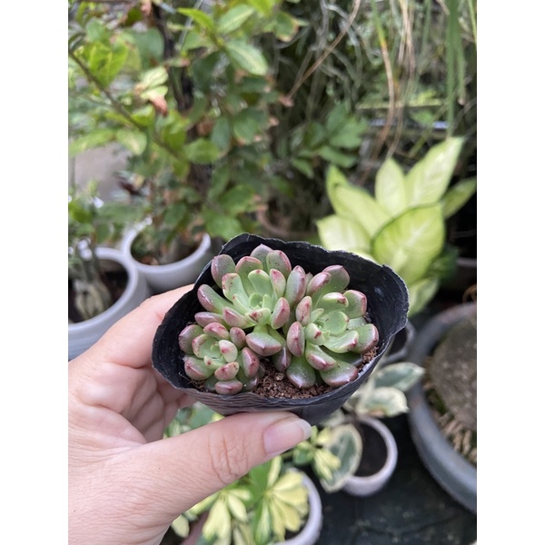 Sen Rubi đỏ size nhỏ