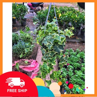 Cây thường xuân là đốm ⚡️ FREE SHIP ⚡️ 35cm trồng chậu treo, cây cực nhiều nhánh lá xanh tươi quanh năm dễ chăm sóc