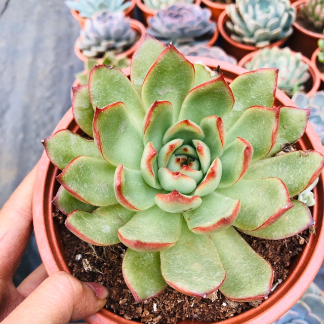 Sen đá viền lửa (chậu đại 15cm)