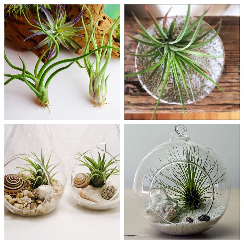 Hạt giống Cây Không khí  Tillandsia, hay Air plant seeds