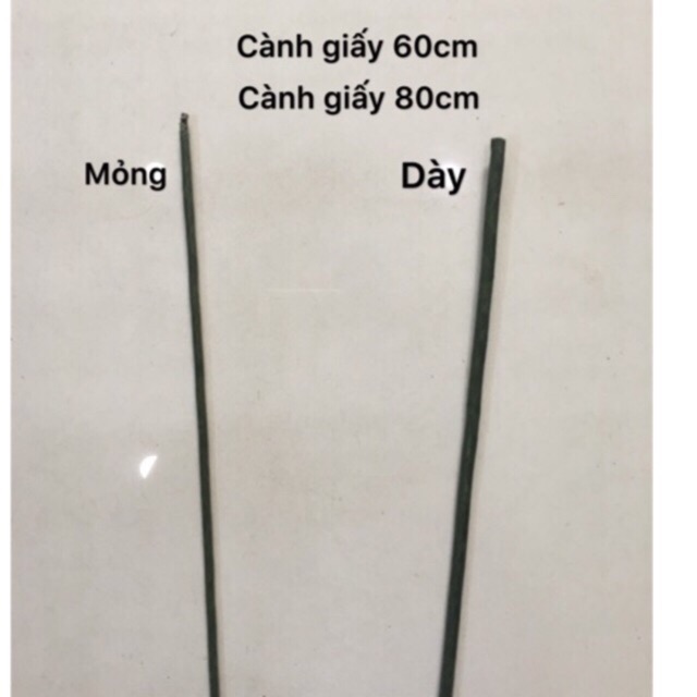 Thân cây lõi théo bọc giấy