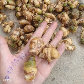 500gam củ địa liền tươi