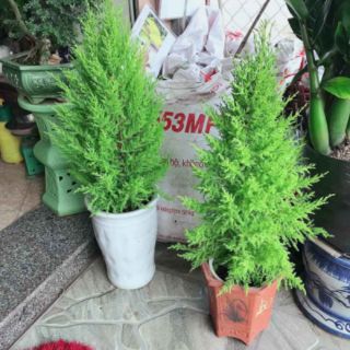 Cây 🌲 Tùng Thơm