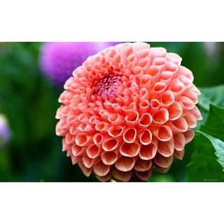 Hạt giống hoa THƯỢC DƯỢC KÉP ( THƯỢC DƯỢC TỔ ONG)