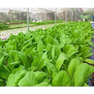 Hạt giống Cải mơ Hoàng Mai 🍀