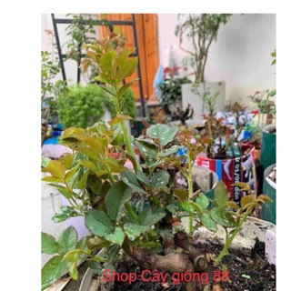 Combo 10 gốc hoa hồng ngoại ( chuyên sỉ, lẻ)