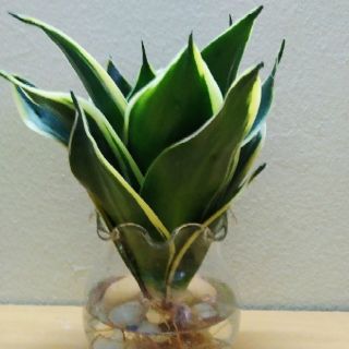 Cây lưỡi hổ thủy sinh