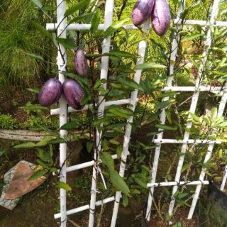 Cây giống dưa hấu Pepino tím