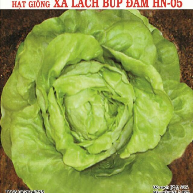 XÀ LÁCH BÚP ĐĂM HN (2g)