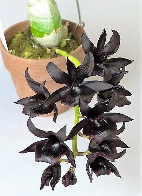 Hoa lan thiên nga đủ màu