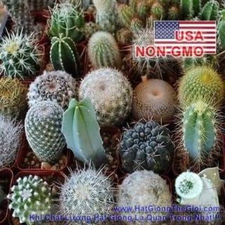 Hạt giống xương rồng mix