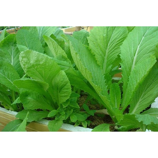 Hạt giống cải bẹ xanh cao sản F1
