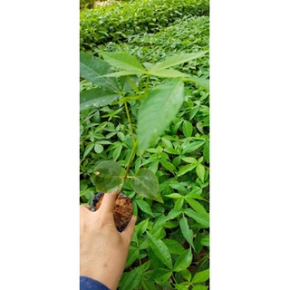 cây giống hoa mỹ nhân