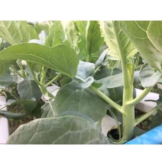 Cải ngồng làn 300_350H