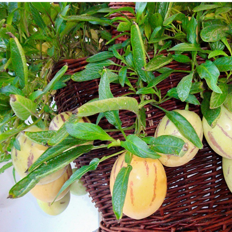 Chậu cây giống dưa Pepino sọc vàng (Dưa Hấu Nam Mỹ) giao cây trưởng thành - shop BÉ MẦM 06 HCM