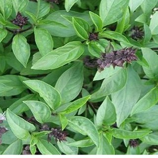 Hạt Giống Rau Húng Quế - 1 gói 2grram - STHG2