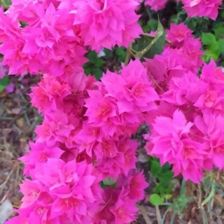 Cây giấy thái đỏ hồng siêu hoa (hoa kép)