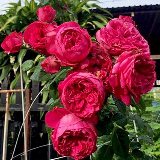 cây giống hoa hồng leo Pháp Red Eden