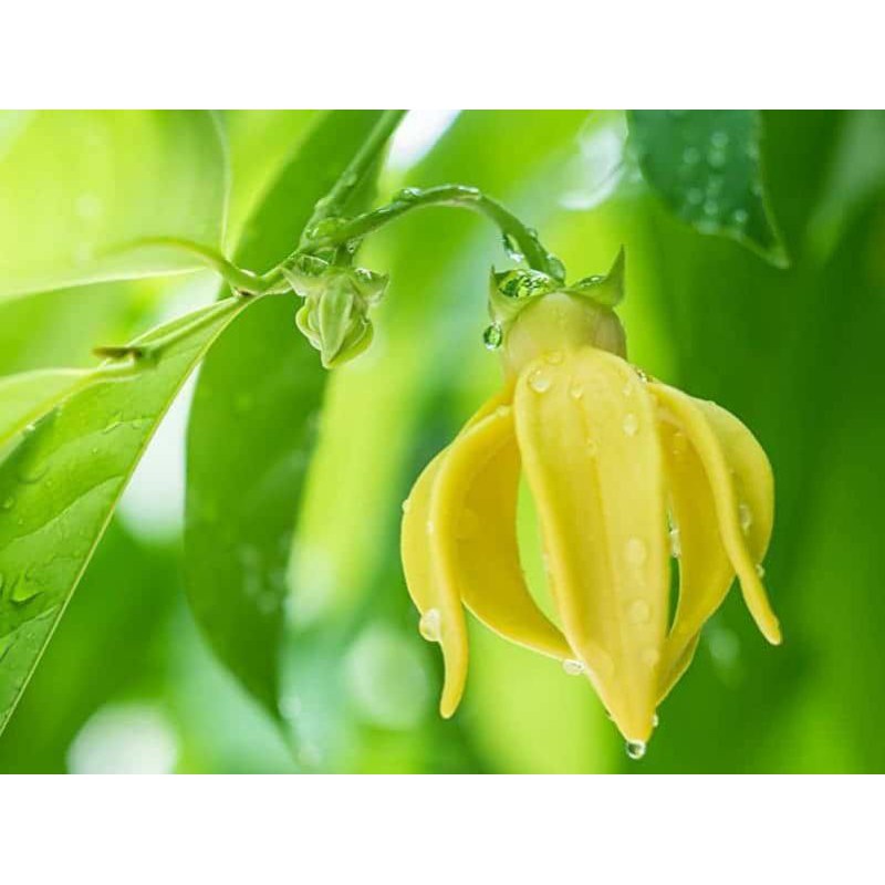 CÂY HOA MÓNG RỒNG HOA THƠM