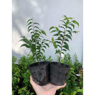 bầu giống hồng quân