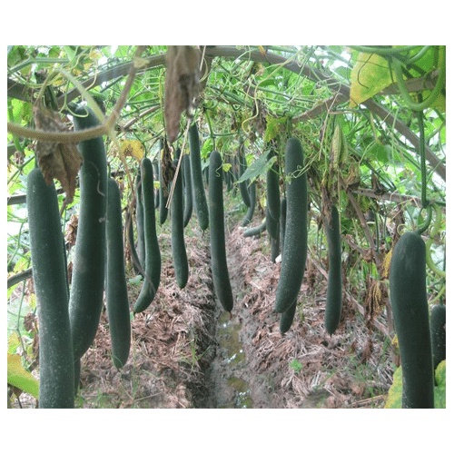Hạt giống Bí xanh ( Bí sặt)