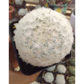 xương rồng tuyết ( plumosa cactus )