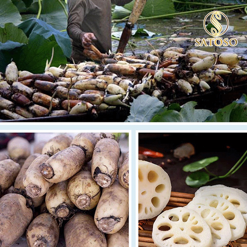 Củ sen khô thượng hạng SATOSO 1kg tốt cho sức khỏe tim mạch SA30