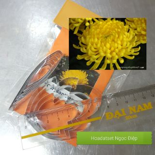 Khuôn cắt hoa cúc đại đóa
