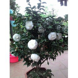hoa trà trắng