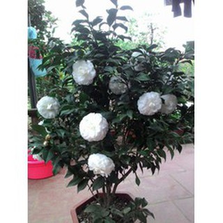hoa trà trắng