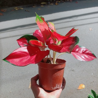 Vạn Lộc Đỏ