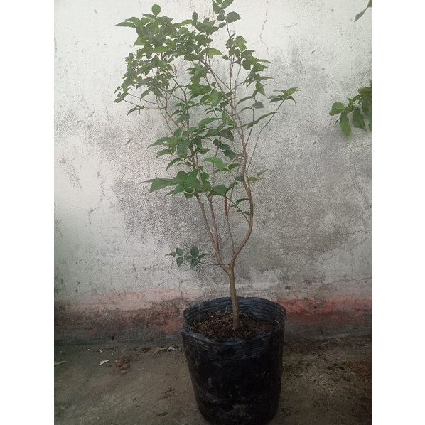 Nho thân gỗ  Nam Mỹ