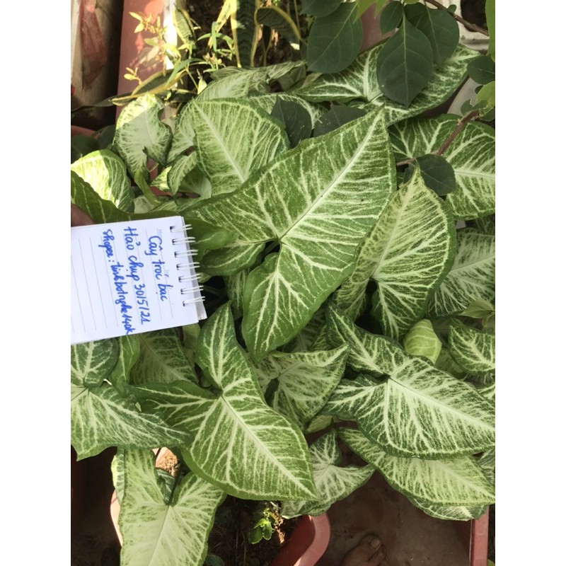 Cây trầu bà trắng / 3 cây tróc bạc