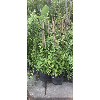 Cúc Tần Ấn Độ size trung (60 đến 80 90)
