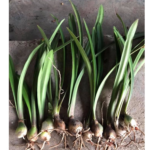 Củ hoa Lan huệ Mỵ Nương bảo hành mặt hoa_Củ hoa Loa kèn/Amaryllis