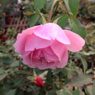 Hồng điều cổ(cây giống)nguyên bản