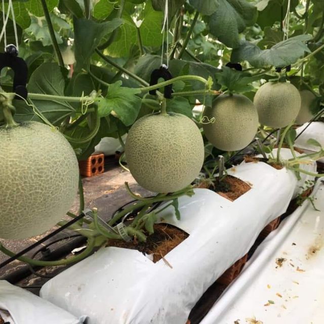 Thẻ Mùn dừa trồng cây tưới nhỏ giọt Growbang