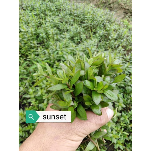 cây thủy sinh sunset