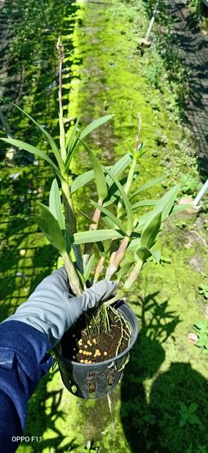 Denro mini Yaya mặt cười