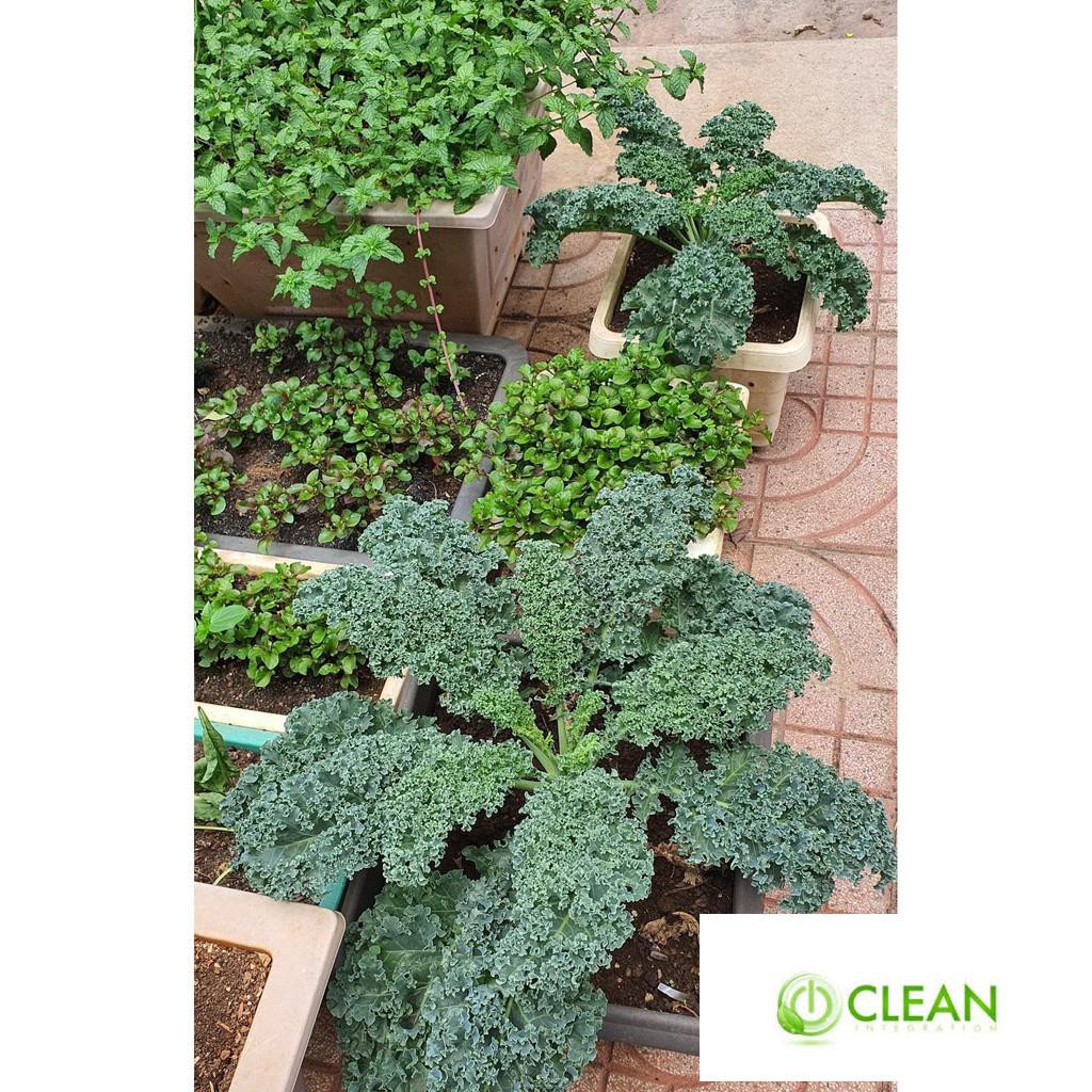 🌟Cải Xoăn Xanh Kale🌟 Giống Năng Xuất Cao Chống Chịu Sâu Bệnh 100 Hạt