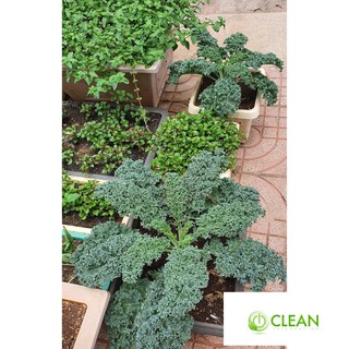 🌟Cải Xoăn Xanh Kale🌟 Giống Năng Xuất Cao Chống Chịu Sâu Bệnh 100 Hạt