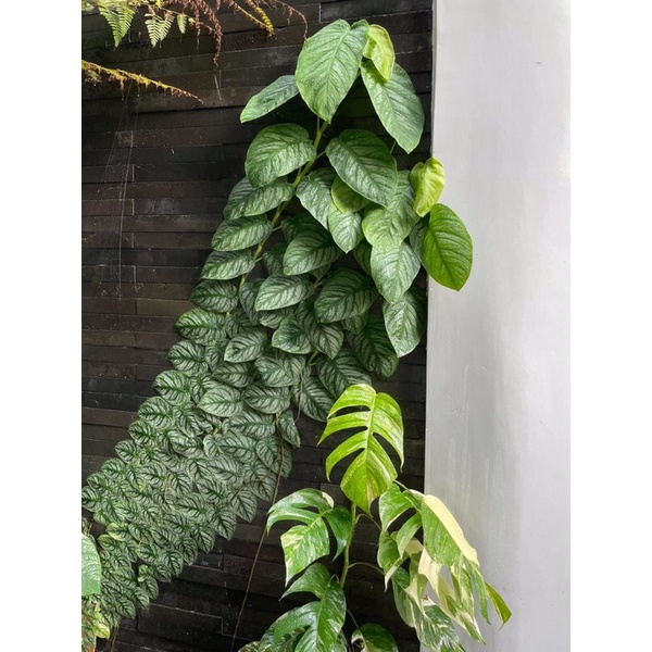 Monstera dubia