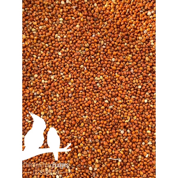 2kg kê đỏ Hà Nội hạt nhỏ cho Chim Cảnh • Sóc • Hamster...
