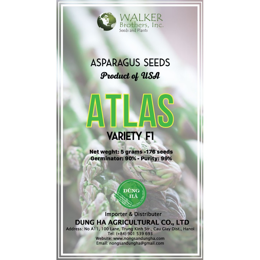 HẠT GIỐNG MĂNG TÂY XANH ATLAS F1 và APOLO WW01 Gói 100 Hạt