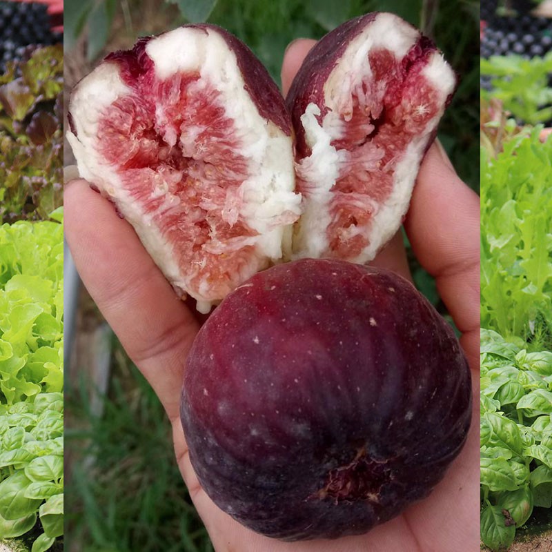 Cây giống sung mỹ Brown Turkey Cali