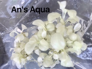 Cây thuỷ sinh - Ráy White Rose