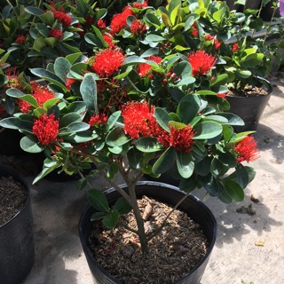 Cây mai thái siêu hoa