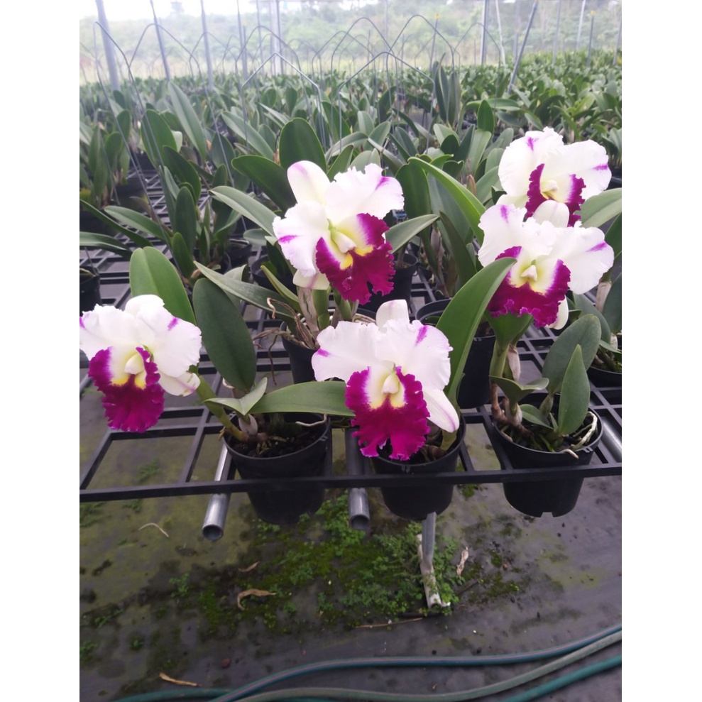 Hoa Lan Cattleya ANNA chậu trưởng thành